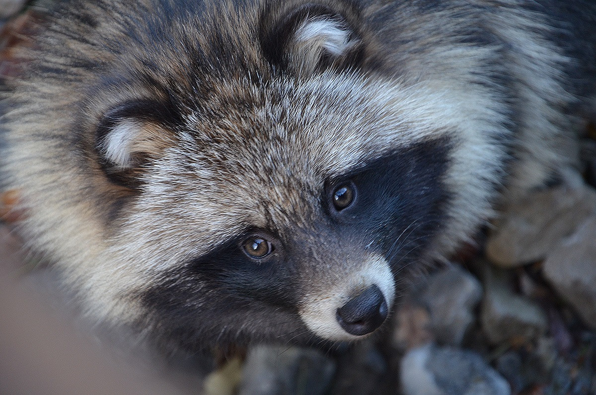 Tanuki   u00a9Bernd Schwabe in Hannover, CC BY SA 3.0