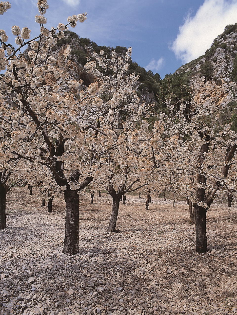 Cerezos en el Valle de Caderechas