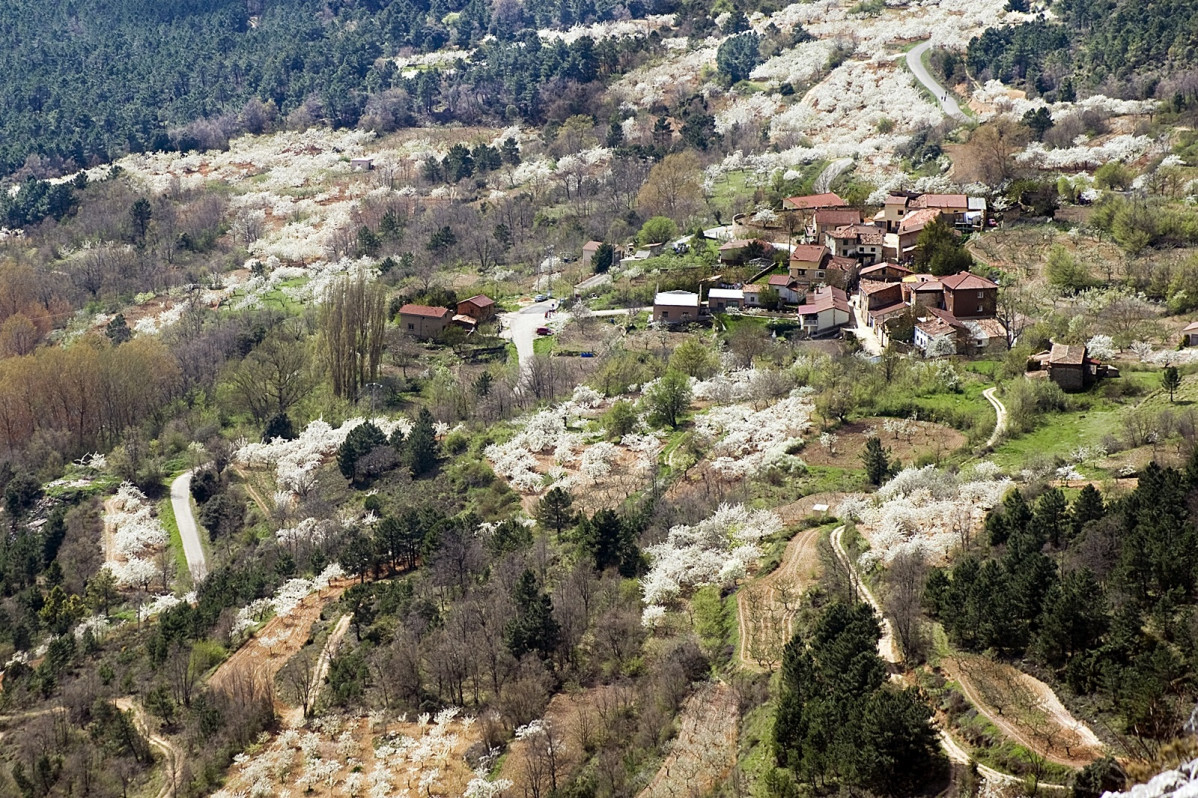 Cerezos en flor   Valle de las Caderechas