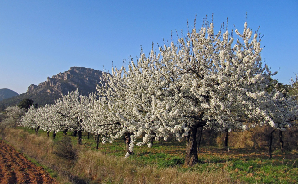 Cerezos en flor Caderechas
