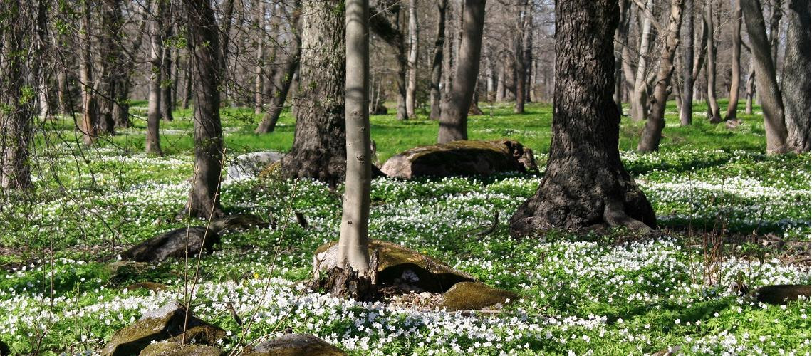 Spring time in Estonia (1)