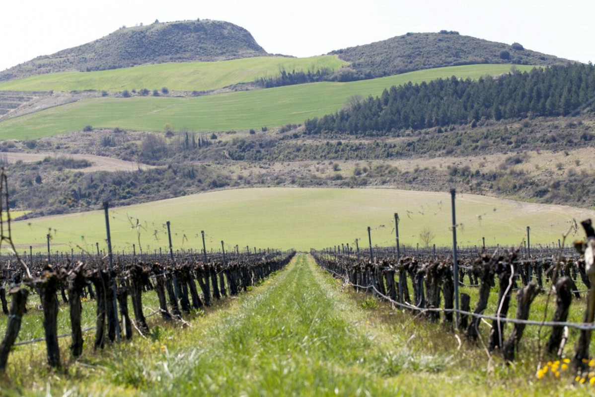1680154411 bodega otazu vin edos