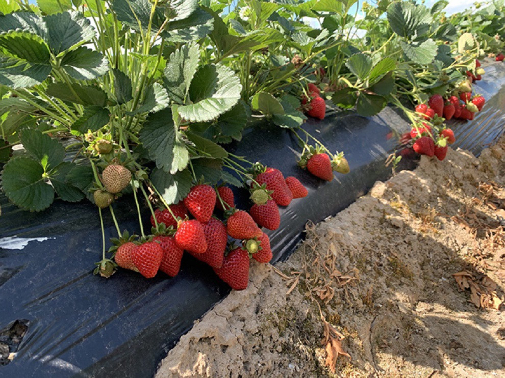 Fresas de Berry Days