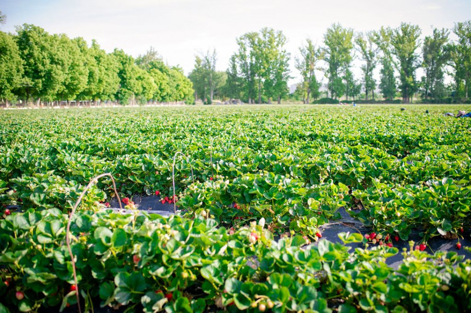 La Huerta de Aranjuez en Berry Happy days