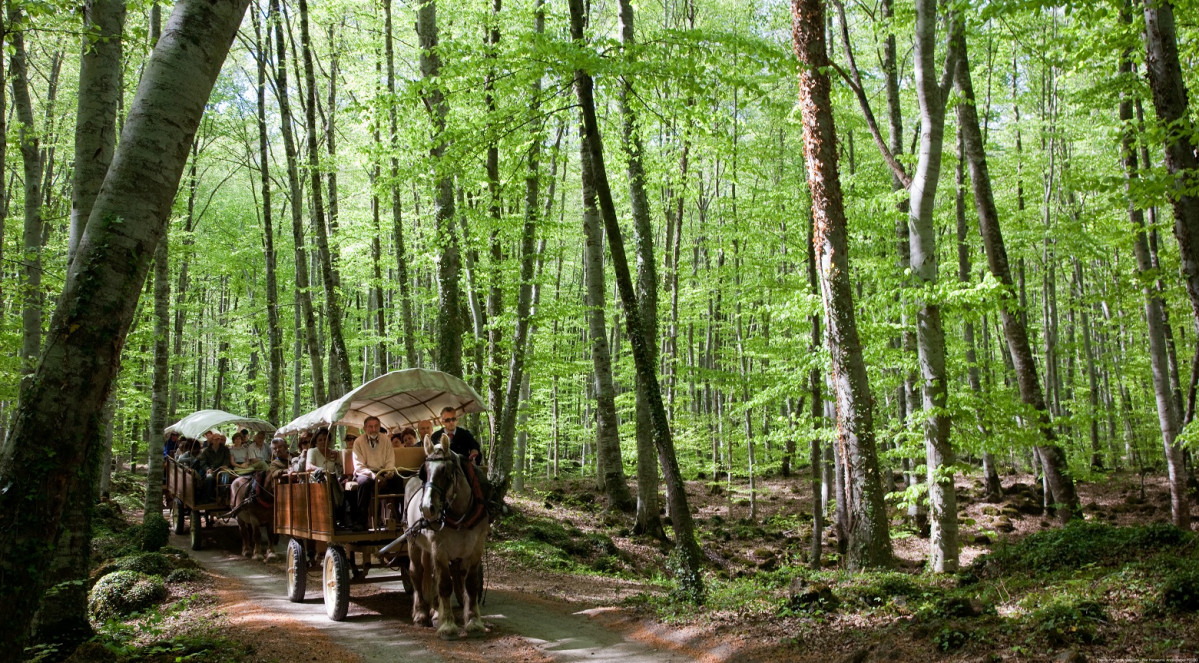 Fageda d'en Jordu00e0. Maria Geli   Pilar Planagumu00e0. Arxiu Imatges PTCBG