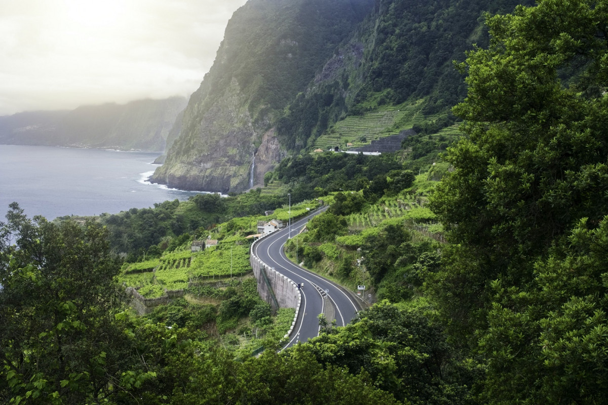 Estada Su00e3o Vicente y Seixal de Madeira, Viu00f1edos