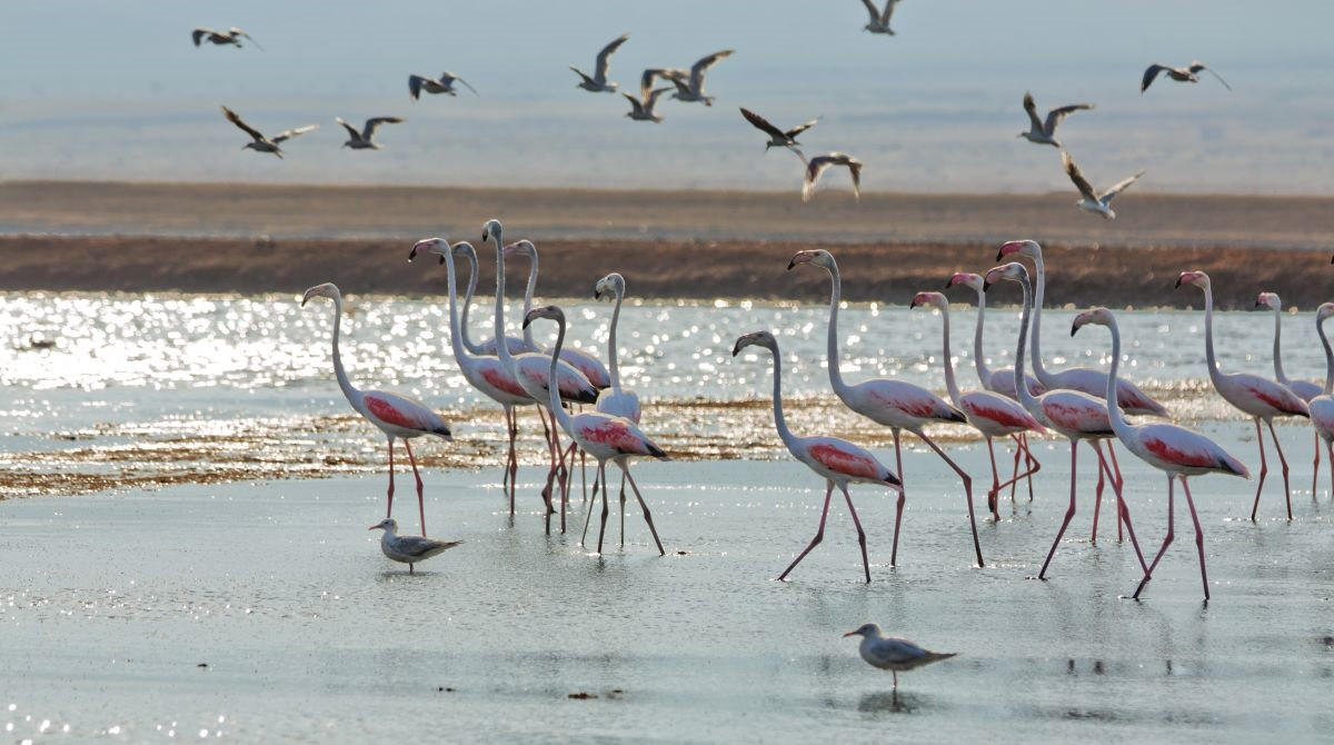 Eilat Birdwatching