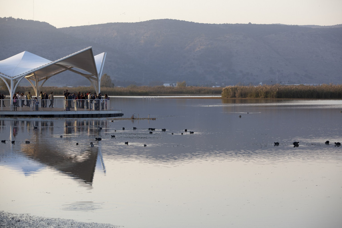 Eilat Birdwatching (13)