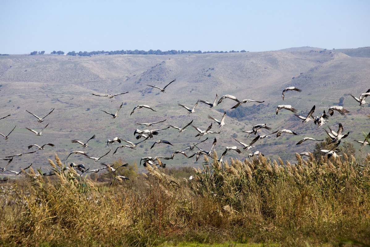 Eilat Birdwatching (9)