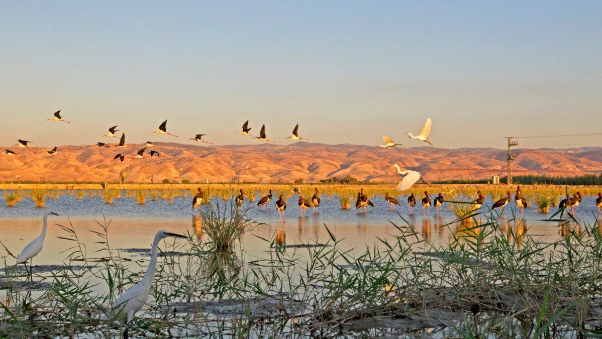 Kfar Ruppin Wetland Reserve main