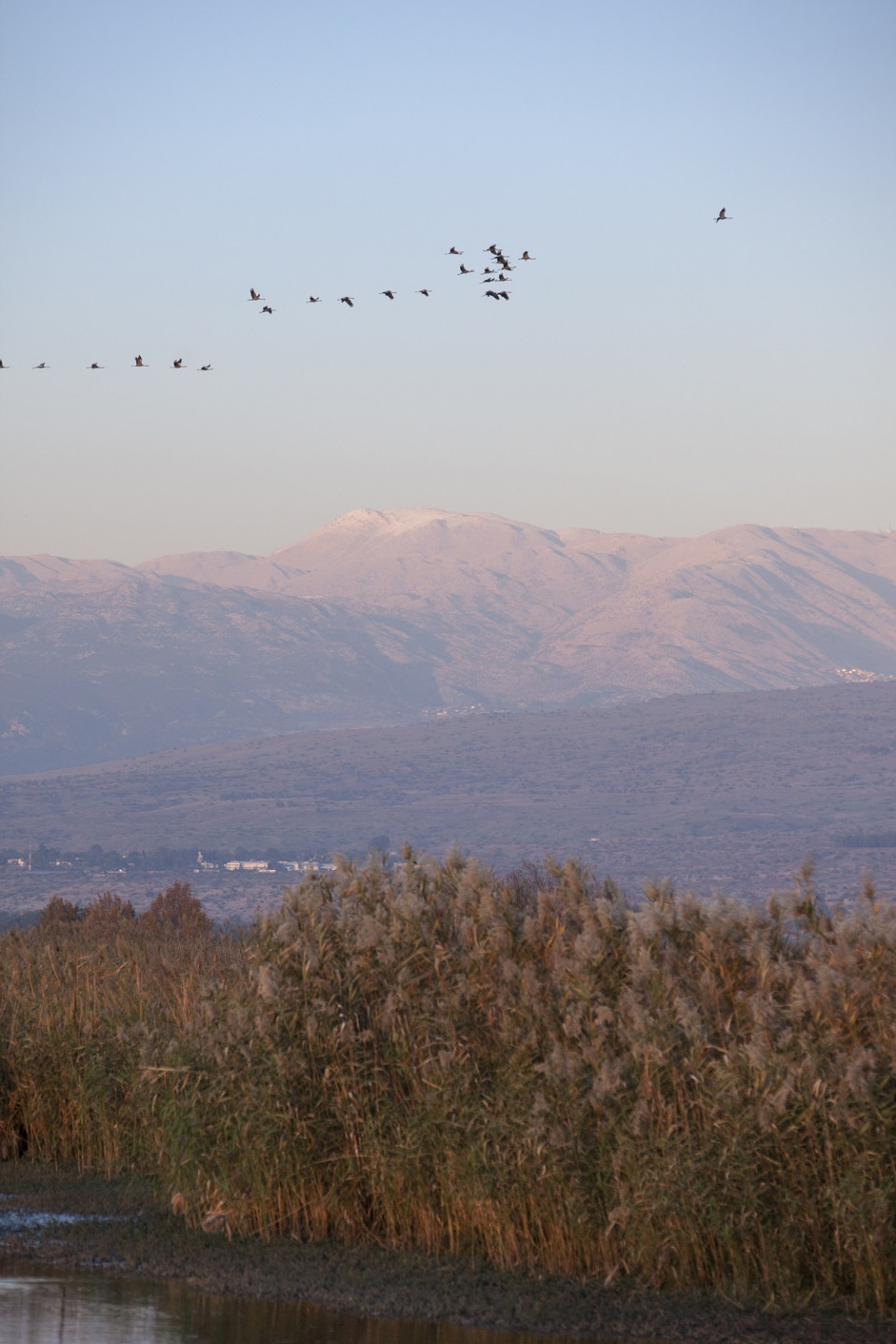 Eilat Birdwatching (12)
