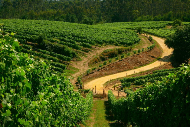 VIÑEDO TERRAS GAUDA