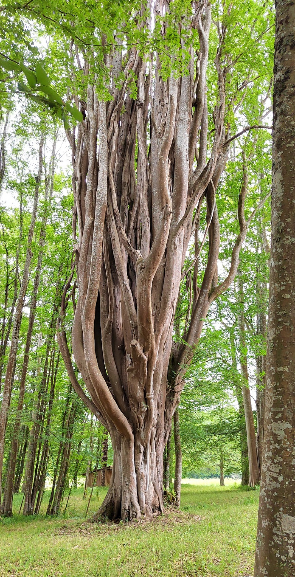 Zelkova del Chateau de Fondat