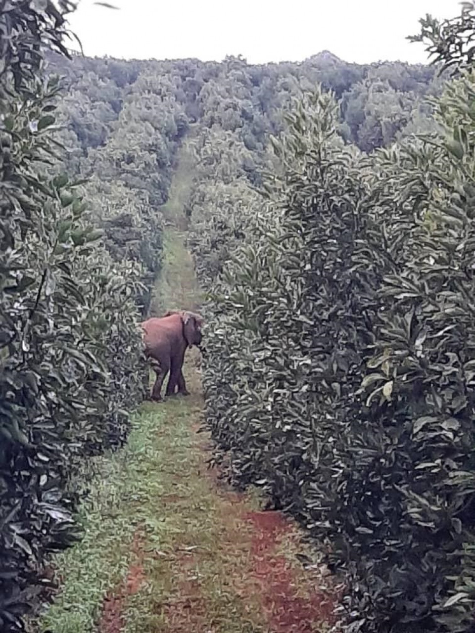 Plantaciones de aguacates en Africa