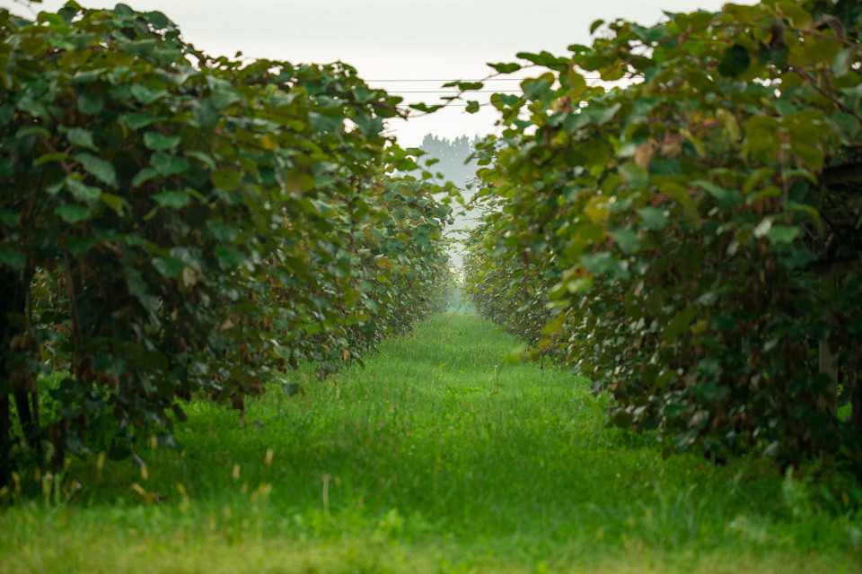 Plantas de Kiwi