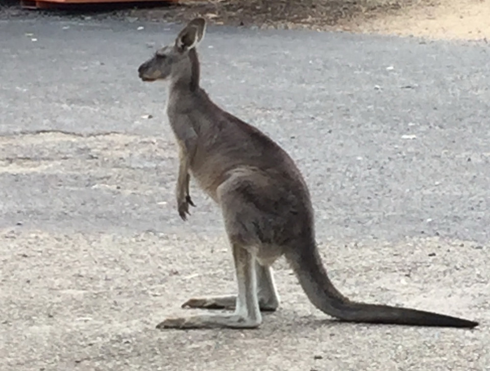 Canguro australiano