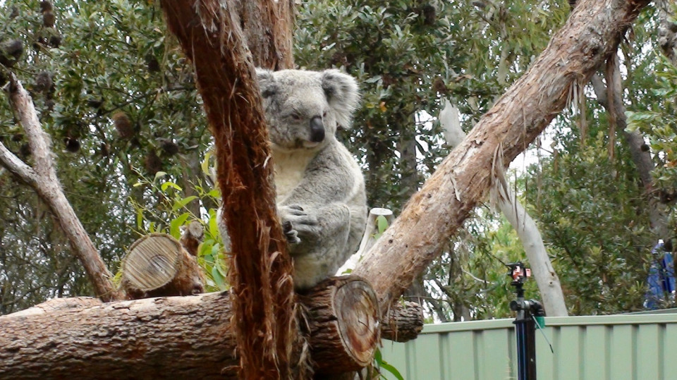 Koala