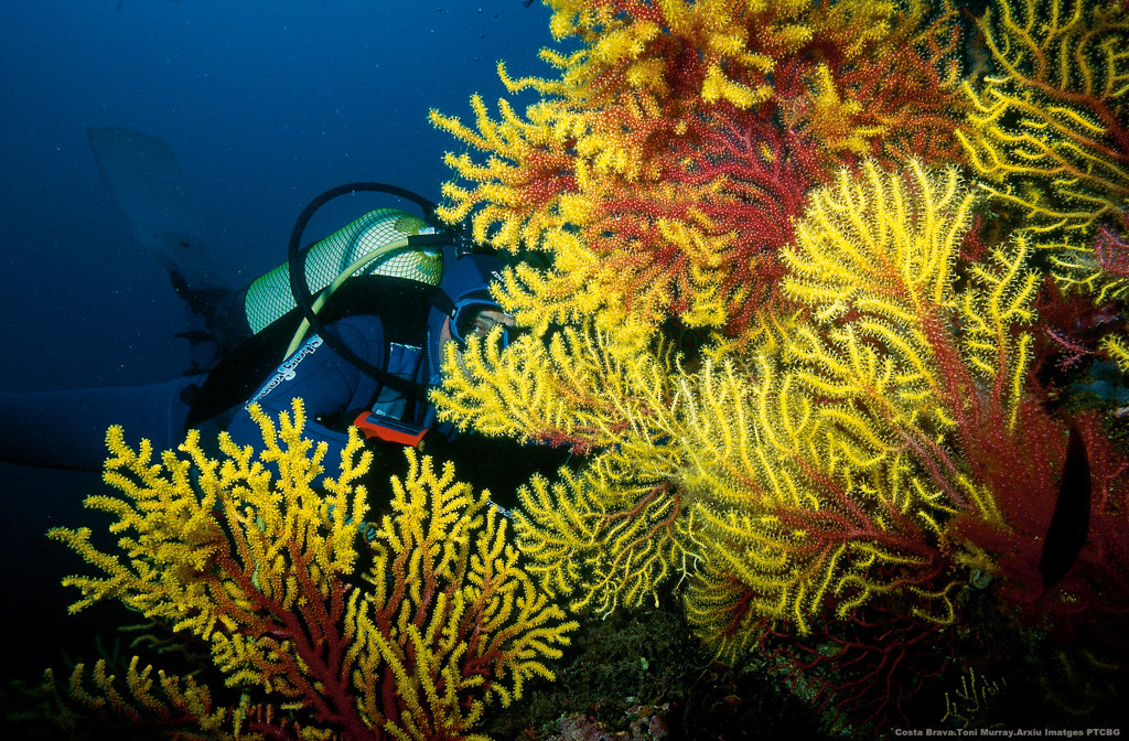Submarinista i flora de les illes Medes   Toni Murray Arxiu Imatges PTCBG