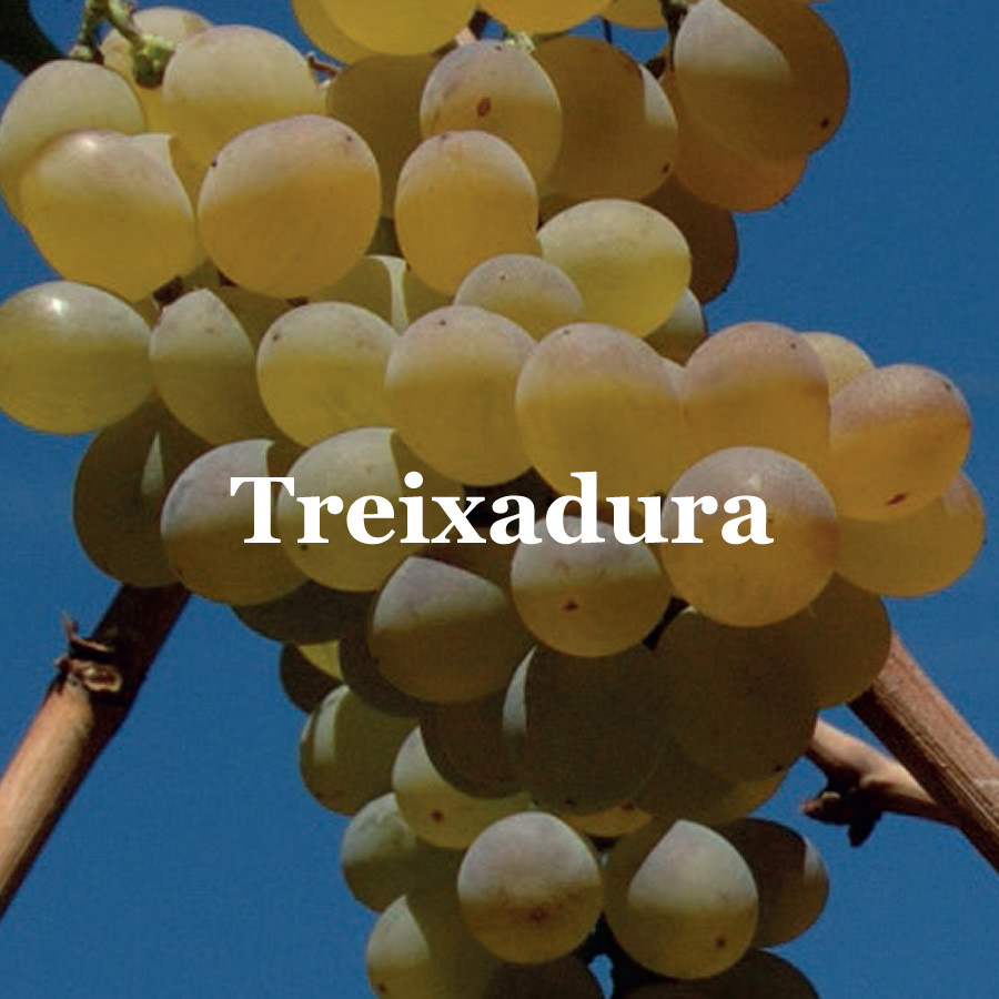 RB ub Treixadura