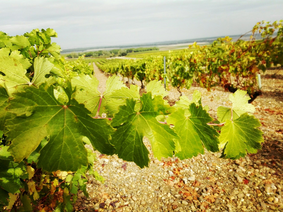 Ruta del Vino de Rueda   viu00f1edo 01