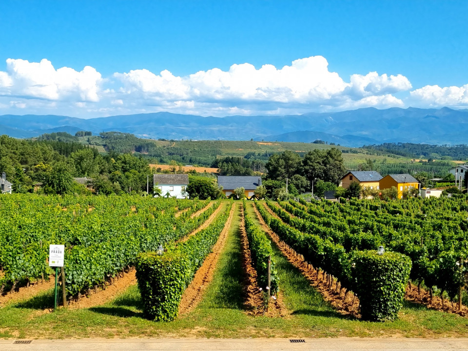 VINO DEL BIERZO, plantaciones