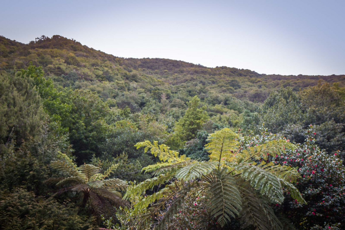 Madeira Bosque de Laurisilva