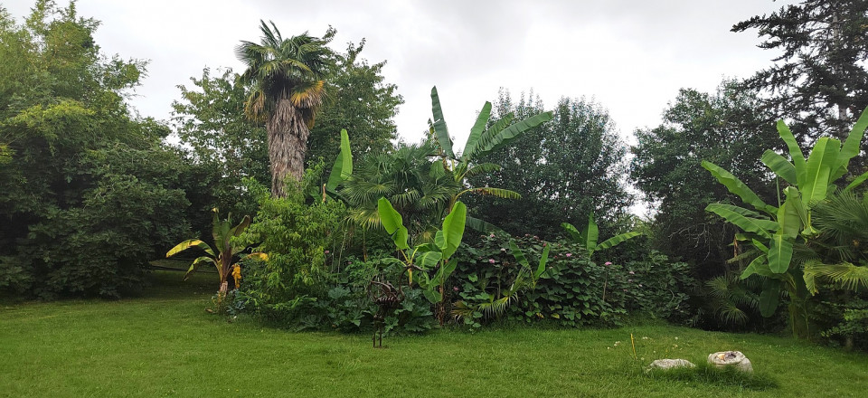 Vista del Palmeral de Sarthou