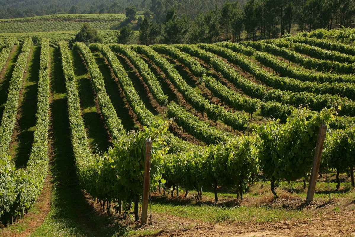 VIÑEDO TERRAS GAUDA (1)