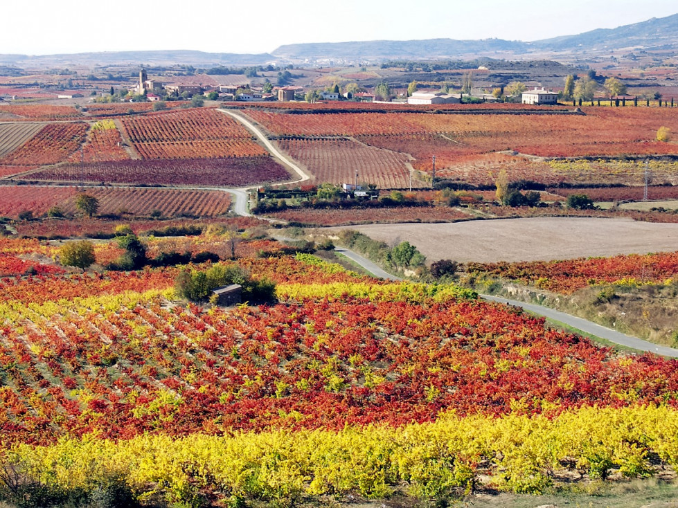 Laguardia VIÑEDOS
