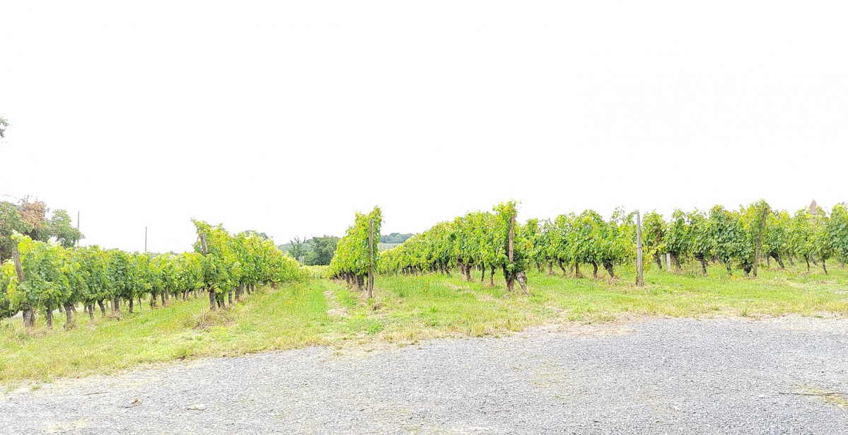 Viu00f1edo  de AOC Saint Mont en Sabazan