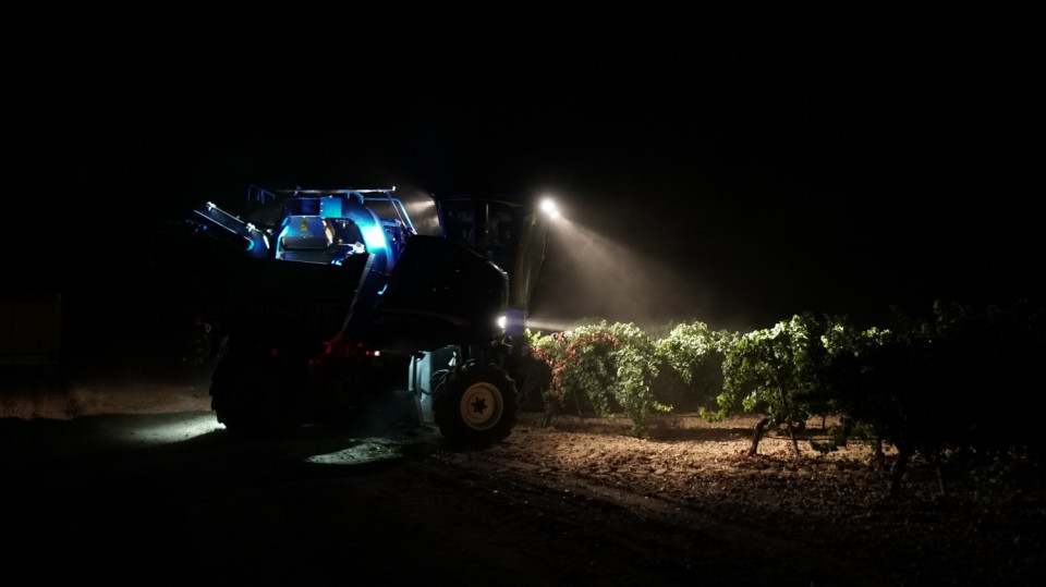 Vendimia Nocturna en Rueda