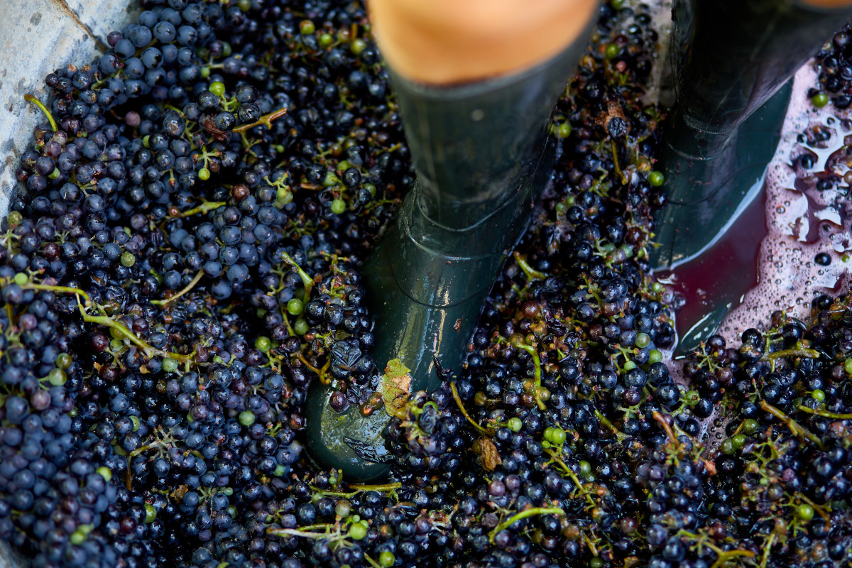 Vendimia en Finca Ru00edo Negro   Pisado de uvas
