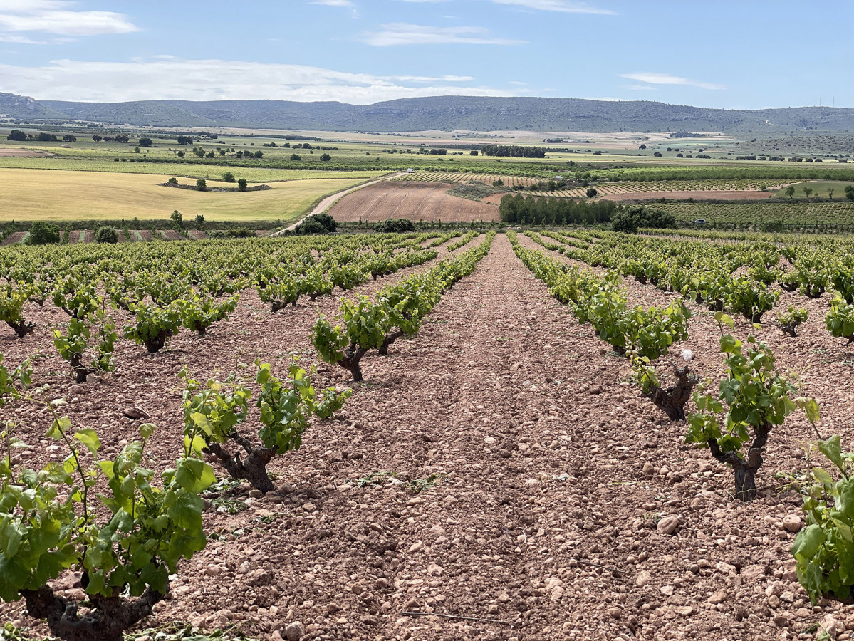 RUTA VINO ALMANSA. Vinu0303edo y paisaje