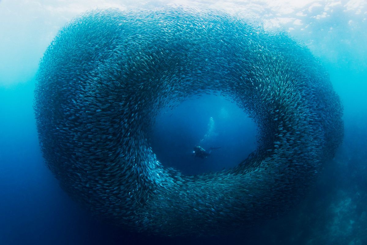 Moalboal, Cebu. Photo courtesy of the Department of Tourism