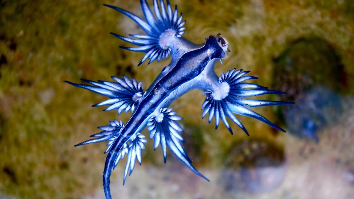 Nudibranquio