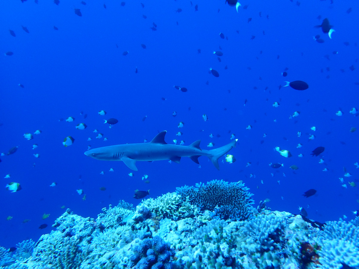 R4B   Apo Reef, Occidental Mindoro. Photo by Dirk Fahrenbach courtesy of the Department of Tourism