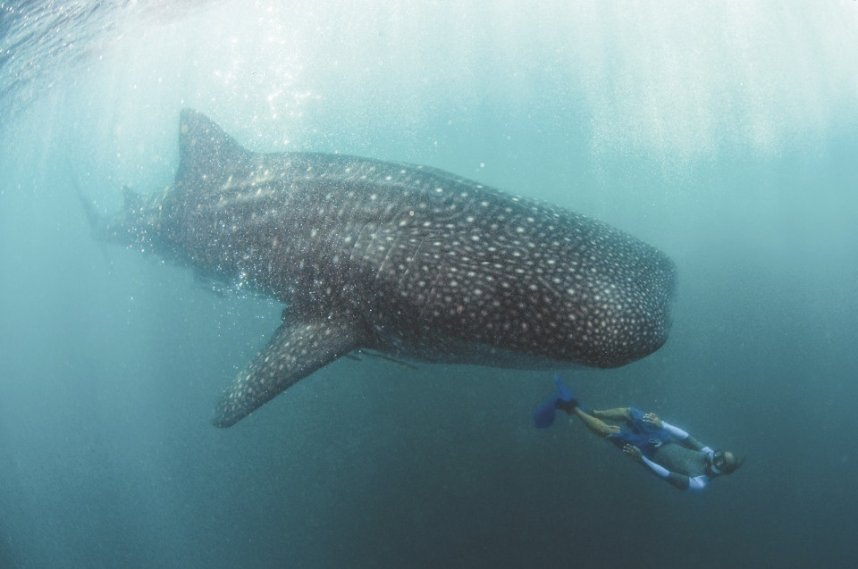 R5   Whale Shark, Sorsogon