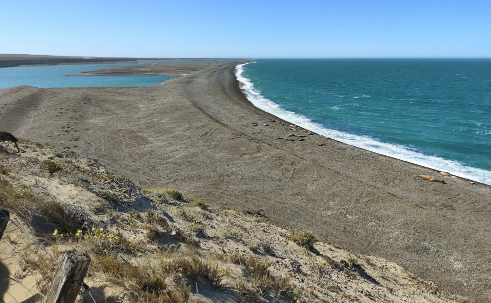 Caleta Valdés. Elefantes marinos sobre la arena