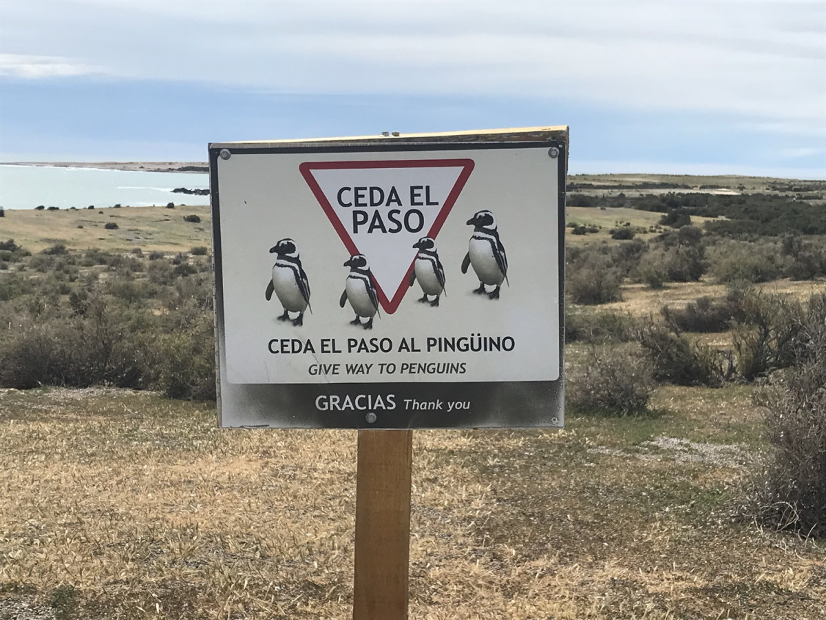Pingu00fcenera de Punta Tombo