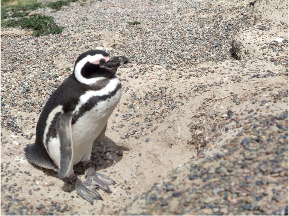 Pingüino en Punta Tombo