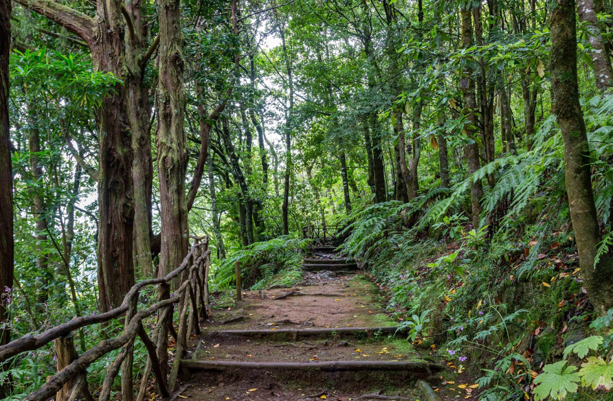 Laurisilva Madeira