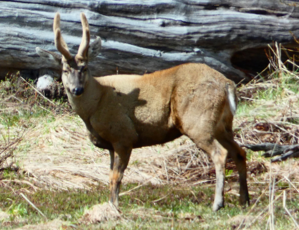 Huemul