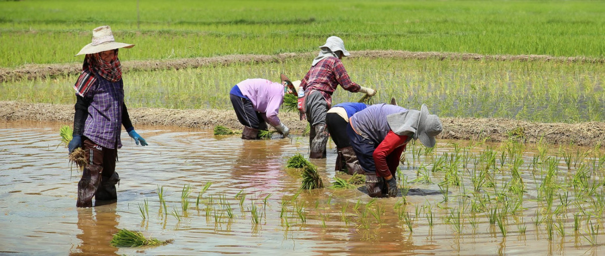 Nan Rice Field, Tahilandia