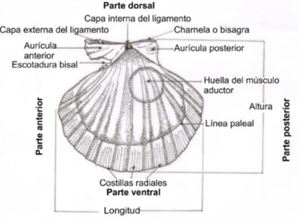 Imagen1