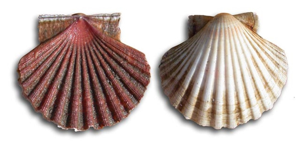 Figura 4. Pecten maximus L