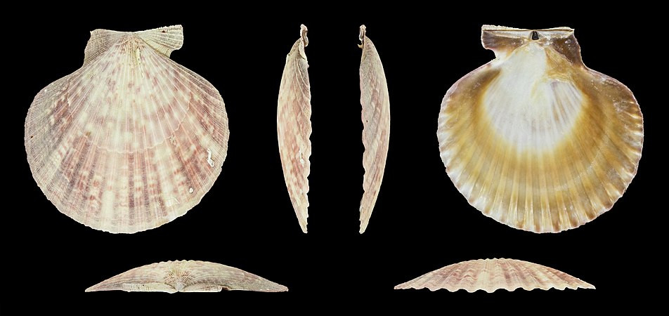 Figura 7 b) Aequipecten opercularis 01