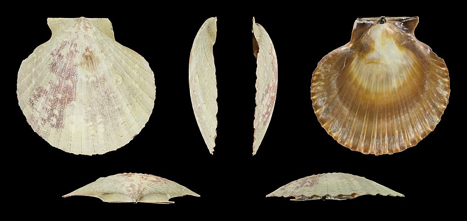 Figura 7a) aequipecten opercularis (1)