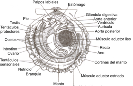 Imagen12