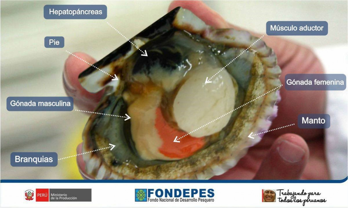 Figura 10  partes internas