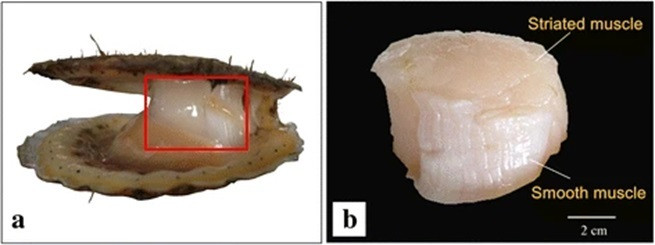 Figura 11. Fast and slow adductor muscles of the Yesso scallop, Patinopecten yessoensis